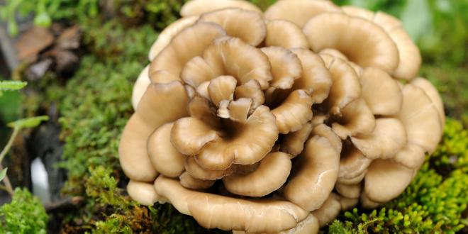 A maitake mushroom