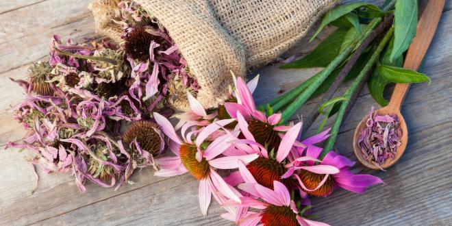 dried echinacea flowers
