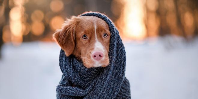 Nova Scotia Duck Tolling Retriever Dog wearing a scarf outdoors in the winter.